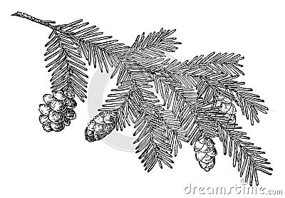 Pine Cone of Western Hemlock vintage illustration Vector Illustration