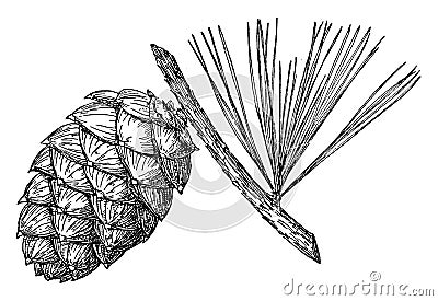 Pine Cone of Whitebark Pine vintage illustration Vector Illustration