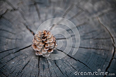 Pine Cone on Wooden Texture Background, Close-Up of Nature Dry Pine Cone Isolated on Tree Wood Annual Ring. Brown Pine Seed for Stock Photo