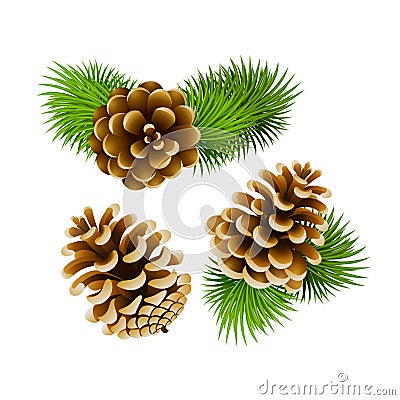 Pine cones Vector Illustration