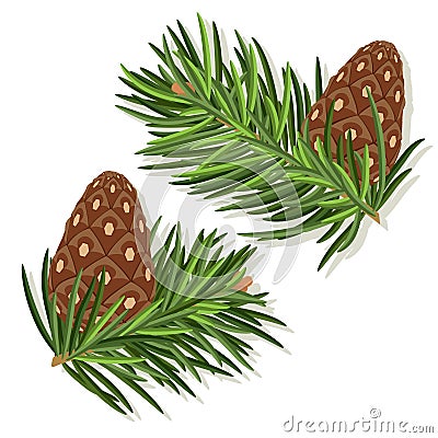 Pine cones Vector Illustration