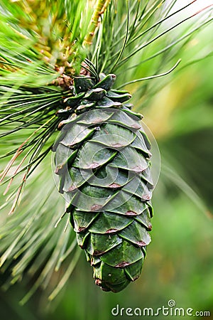 Pine Cones Stock Photo