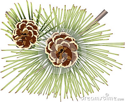 Pine Cones Stock Photo