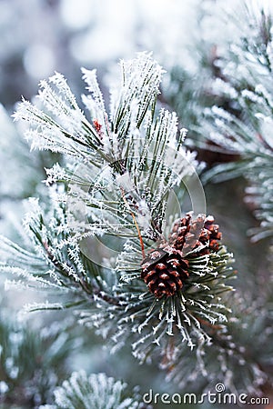 Pine cones and branches covered with hoarfrost Stock Photo