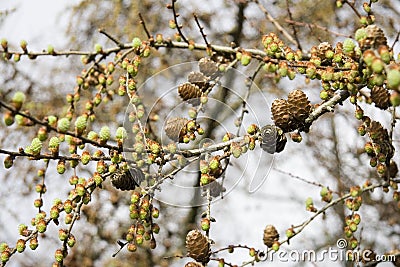 Pine cones and buds. Stock Photo