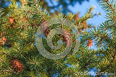 Pine cones of douglas tree. Ripe Cone on Branches of Pseudotsuga menziesii Stock Photo