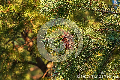 Pine cones of douglas tree. Ripe Cone on Branches of Pseudotsuga menziesii Stock Photo