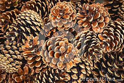 Pine cones Stock Photo