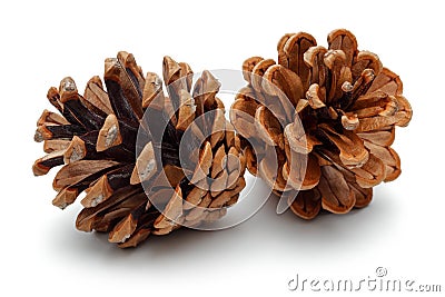 Pine cone Stock Photo