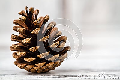 Pine Cones Stock Photo