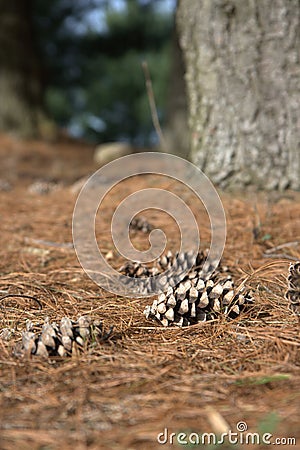 Pine cones and needles Stock Photo