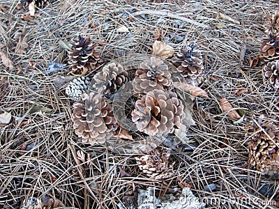 Pine cones, needles and spiderweb. Stock Photo