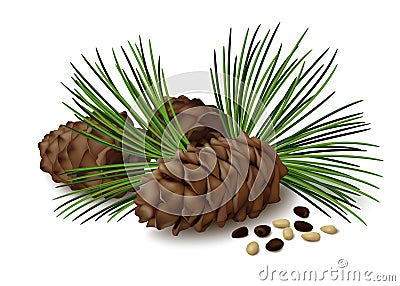 Pine cones with nuts and pine needles on white background Vector Illustration