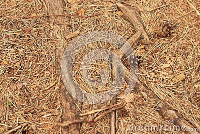 Pine cones, pine needles and tree roots on the forest floor Stock Photo