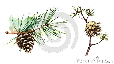 Pine Cones Set Watercolor Illustration Hand Drawn Cartoon Illustration