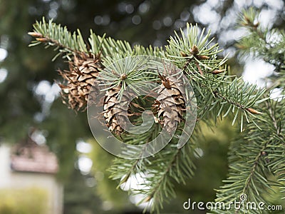 Pine cones sitting on pine tree. Detail of tree with a needle. Stock Photo