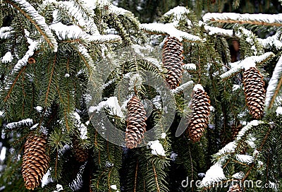 Pine Cones In The Snow Stock Photos - Image: 8188453