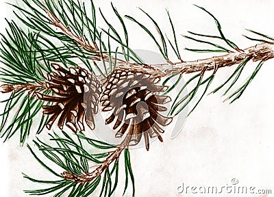 Pine cones on tree branch Stock Photo