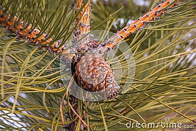 Pine cones - a typical genus of conifers Stock Photo