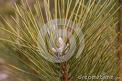 Pine cones - a typical genus of conifers Stock Photo