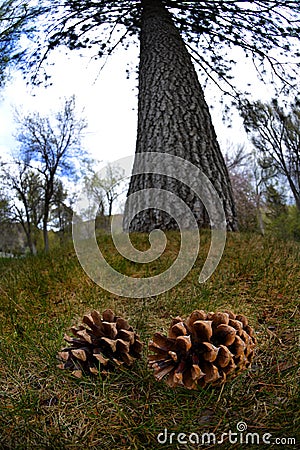 Pine Cones under Tall Tree Stock Photo