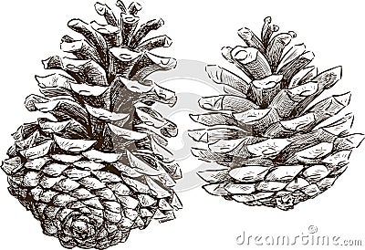 Pine cones Vector Illustration