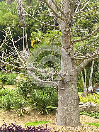 A pine conifer in the genus Pinus of the family Pinaceae. Stock Photo