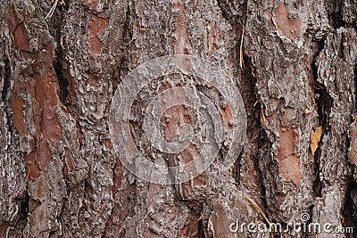 Pine conifer tree bark detail - forest edition Stock Photo