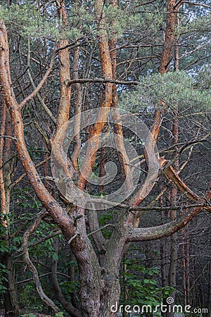 Pine curve, twisted branches, a tree view in a natural environment Stock Photo