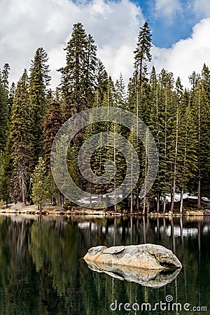 Pine, fir and sequoia forest on a lake Stock Photo