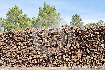 Pine firewood stacked Stock Photo