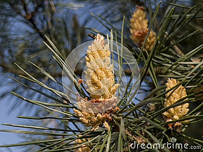 Pine flowering causing large amounts of pollen Stock Photo