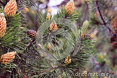 Pine in the flowering period. Stock Photo