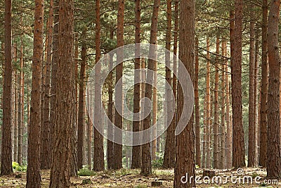 Pine Forest Stock Photo