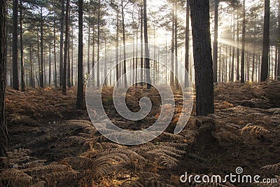 Pine forest Autumn Fall landscape foggy morning Stock Photo