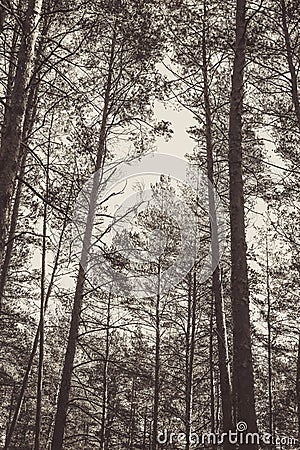 Pine forest in the autumn. Monochrome photo Stock Photo