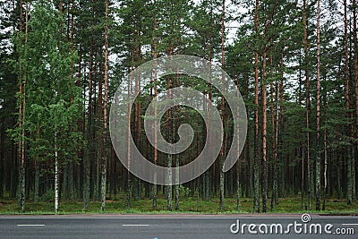 Pine forest behind asphalt road in Karelia Stock Photo