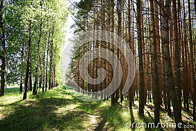 Pine forest. Birch grove. Smooth rows of trees. Green grass. Unique Stock Photo