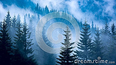 Pine forest in blue fog Stock Photo