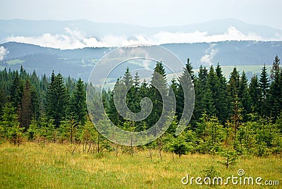 Pine Forest in the Carpathian Mountains Stock Photo