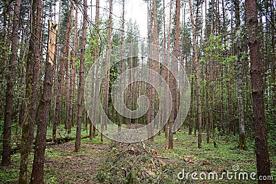 In a pine forest on a clearing cut down, trees. Logging, branches. The grass is green around tall slender trees. Passage Stock Photo