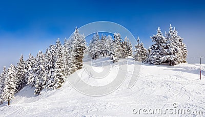 Pine forest covered in snow Stock Photo