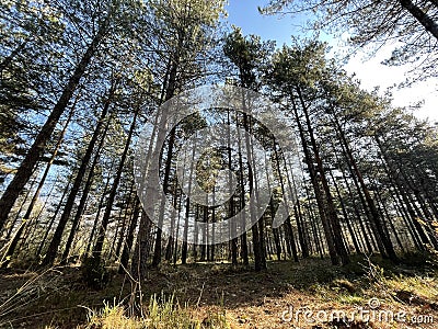 Pine forest at dawn Stock Photo