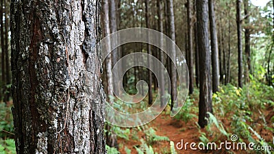 Pine forest with dry leaves on the ground Stock Photo