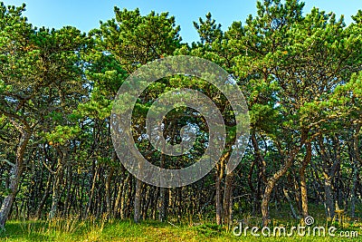 Pine forest on dunes, Ecoregion pine wasteland, Cape Cod Massachusetts, US Stock Photo