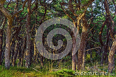 Pine forest on dunes, Ecoregion pine wasteland, Cape Cod Massachusetts, US Stock Photo