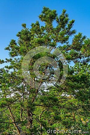 Pine forest on dunes, Ecoregion pine wasteland, Cape Cod Massachusetts, US Stock Photo