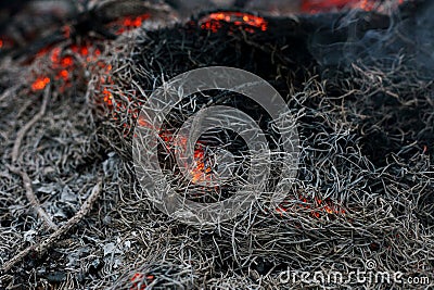 In a pine forest fire burning branches and trees Stock Photo