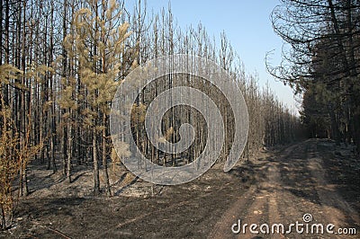 Pine forest after fire Stock Photo