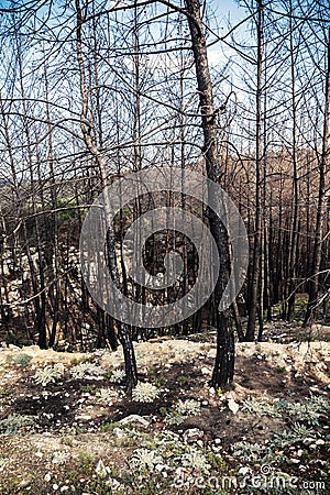 Pine forest after fire Stock Photo